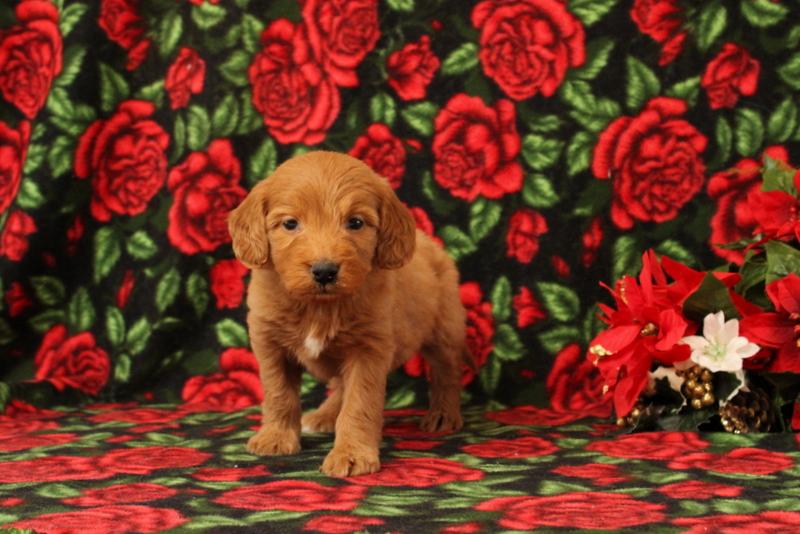 puppy, for, sale, Mini Goldendoodle F1, Matthew B. Stoltzfus, dog, breeder, Gap, PA, dog-breeder, puppy-for-sale, forsale, nearby, find, puppyfind, locator, puppylocator, aca